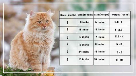 maine coon growth chart|maine coon size by age.